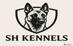 Belgian Shepherd Dog dogs for stud: Belgian malinois - Image 3