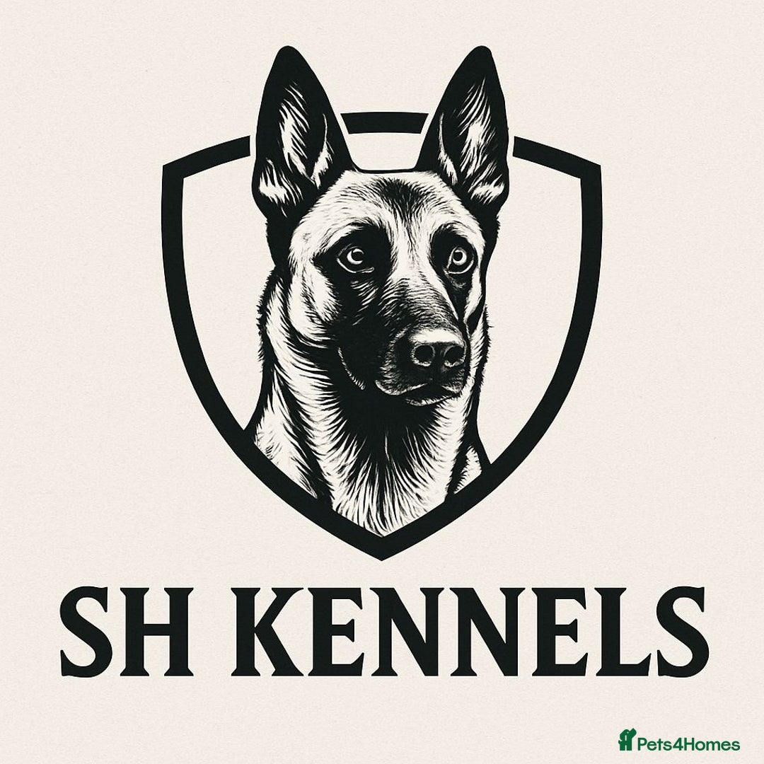 Belgian Shepherd Dog dogs for stud: Belgian malinois - Image 3