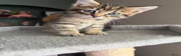 Mixed Breed cats for sale: 3 Gorgeous Tabby Boys available - Advert 3