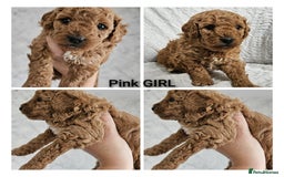 Mini Goldendoodle dogs for sale: Toy Golden Doodles ~ Mini, Loving & Hypoallergenic - Image 7
