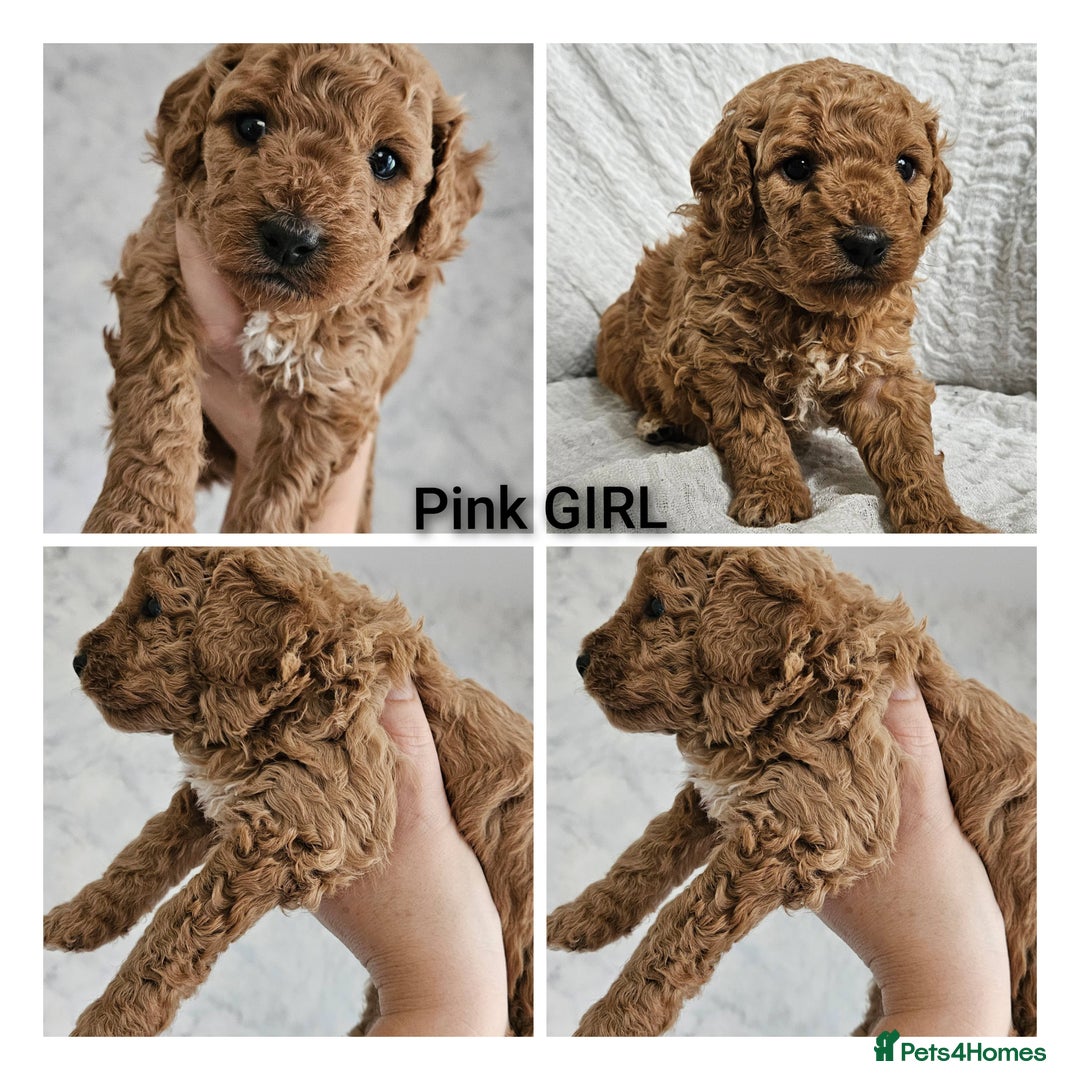 Mini Goldendoodle dogs for sale: Toy Golden Doodles ~ Mini, Loving & Hypoallergenic - Image 7