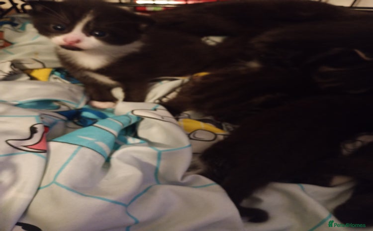 Domestic Shorthair cats - Advert 1