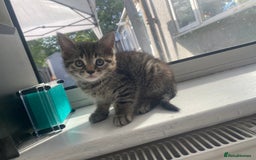 Maine Coon cats for sale: Adorable Tabby Kittens Looking for New Homes 🐾💕” - Image 7