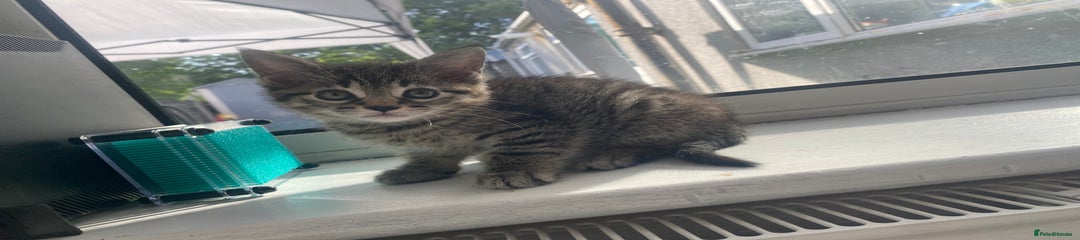 Tabby Kitten 2