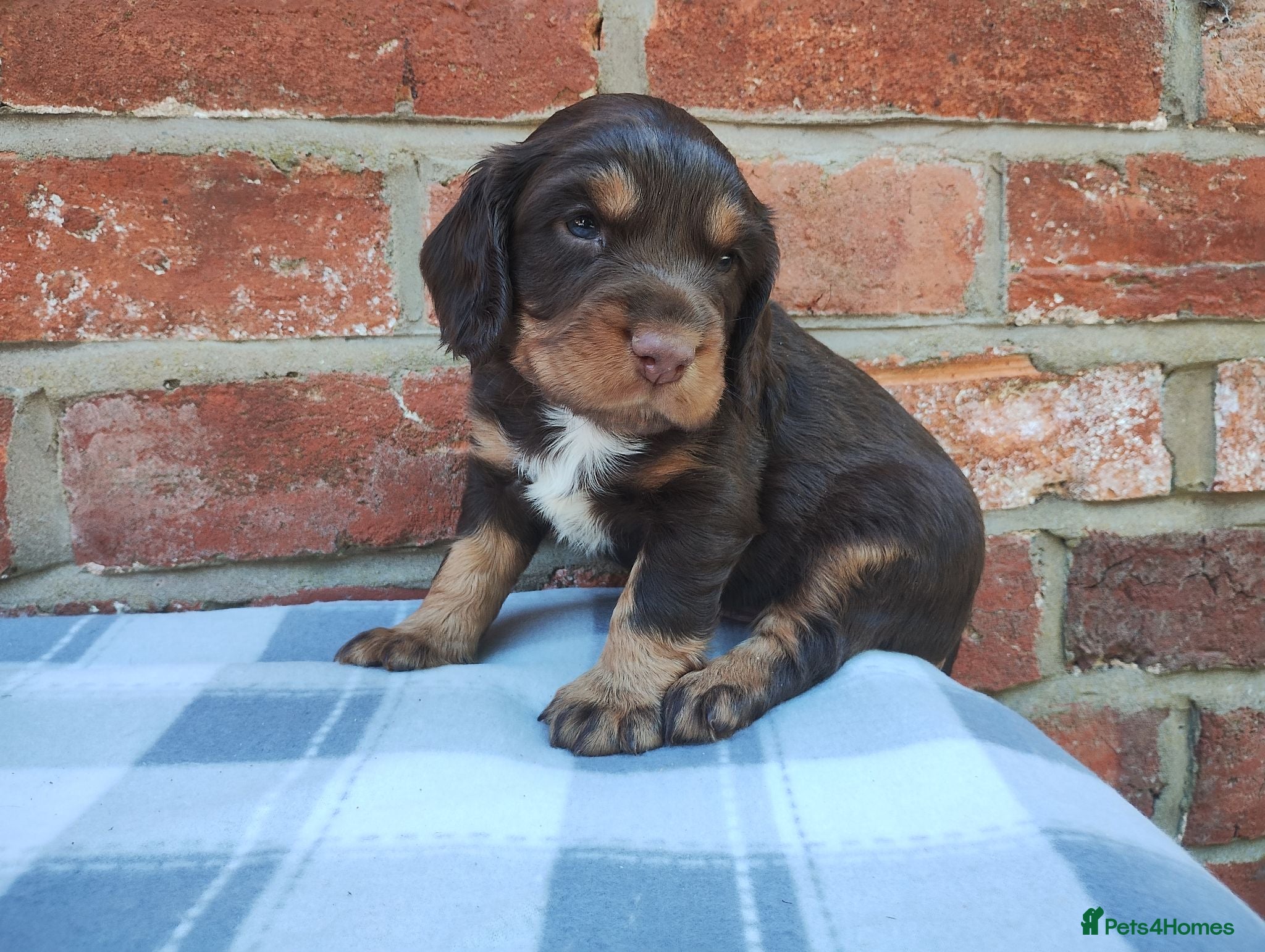 Cocker Spaniel dogs Cocker Spaniel Puppies  - Advert 15