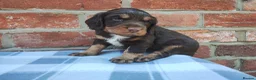 Cocker Spaniel dogs for sale: Cocker Spaniel Puppies  - Advert 5