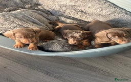 Dachshund dogs for stud: Kc studs available 💥both proven  in Bilston - Image 11