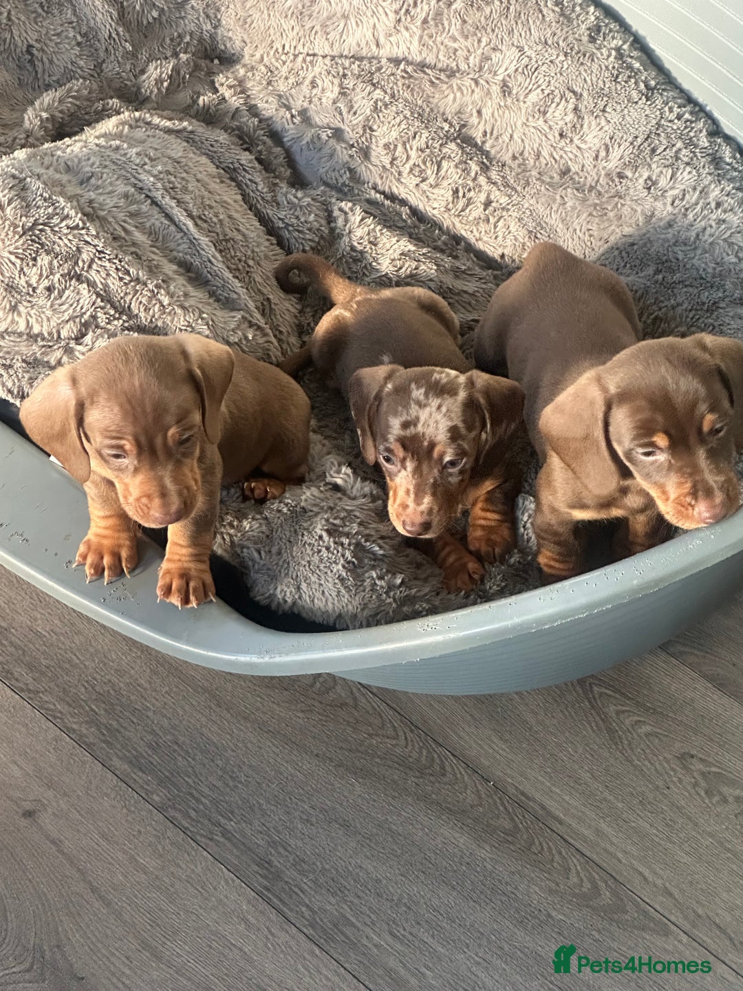 Dachshund dogs for stud: Kc studs available 💥both proven  in Bilston - Image 11