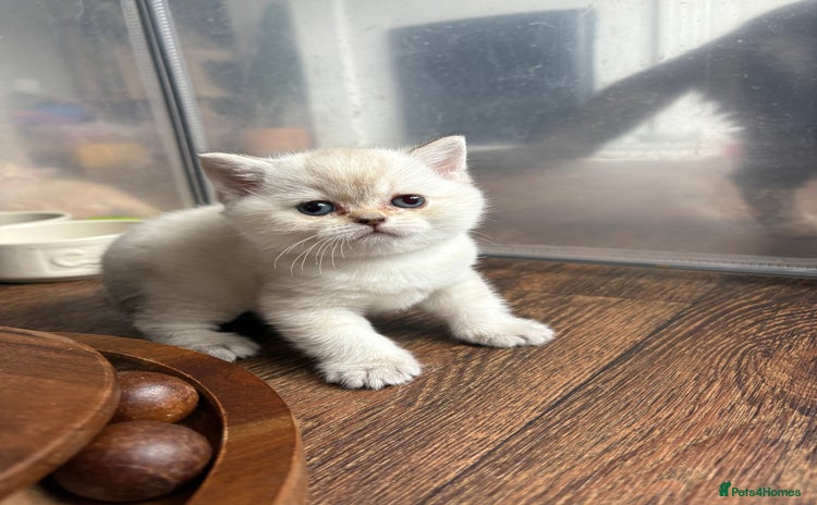 British Shorthair cats - Advert 3