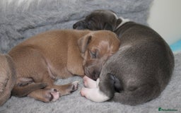 Italian Greyhound dogs for sale: Italian Greyhounds 5 Star Licensed Breeder - Image 1