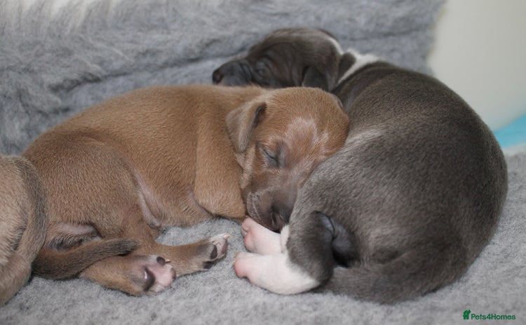 Italian Greyhound dogs - Advert 1
