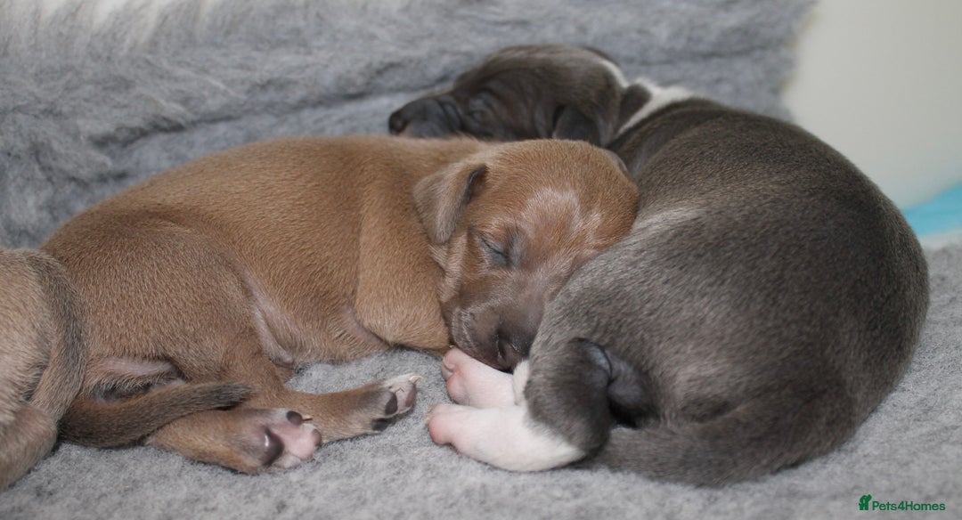 Italian Greyhound dogs for sale: Italian Greyhounds 5 Star Licensed Breeder - Image 1