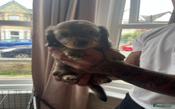 Miniature Dachshund dogs for sale: Beautiful miniature dachshunds L/H+S/H - Image 11