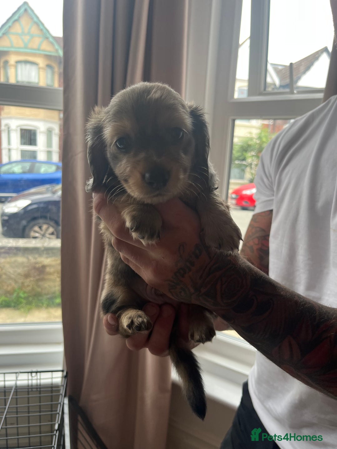 Miniature Dachshund dogs for sale: Beautiful miniature dachshunds L/H+S/H - Image 11