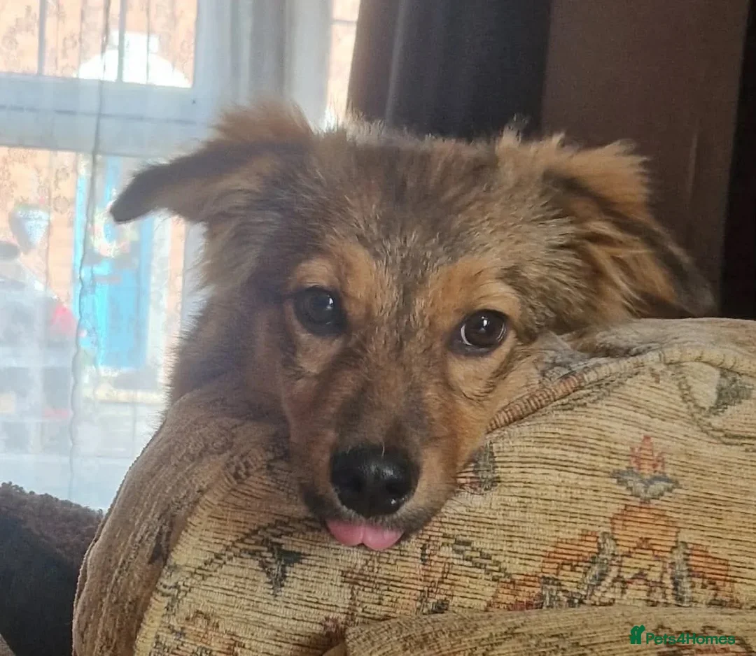 Mixed Breed dogs for adoption: Muffin  in Milton Keynes - Advert 2