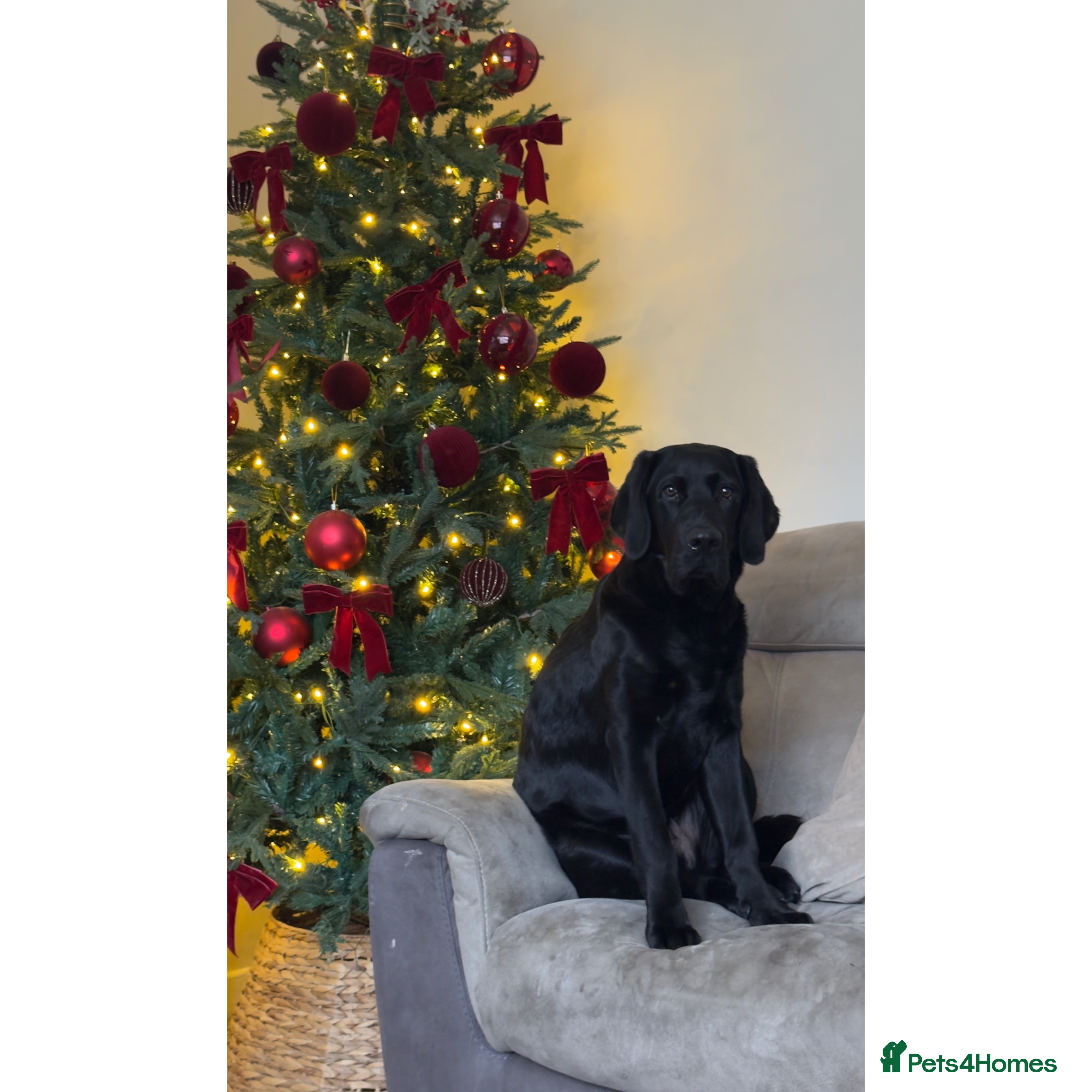 Labrador Retriever dogs 6 month old Labrador retriever - Advert 1