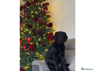 Labrador Retriever dogs 6 month old Labrador retriever - Advert 1