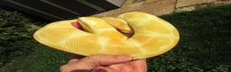 Python Snake reptiles for sale: Albino ball python male - Advert 3