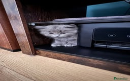 British Longhair cats for sale: British longhair ready for home in Watford - Image 22