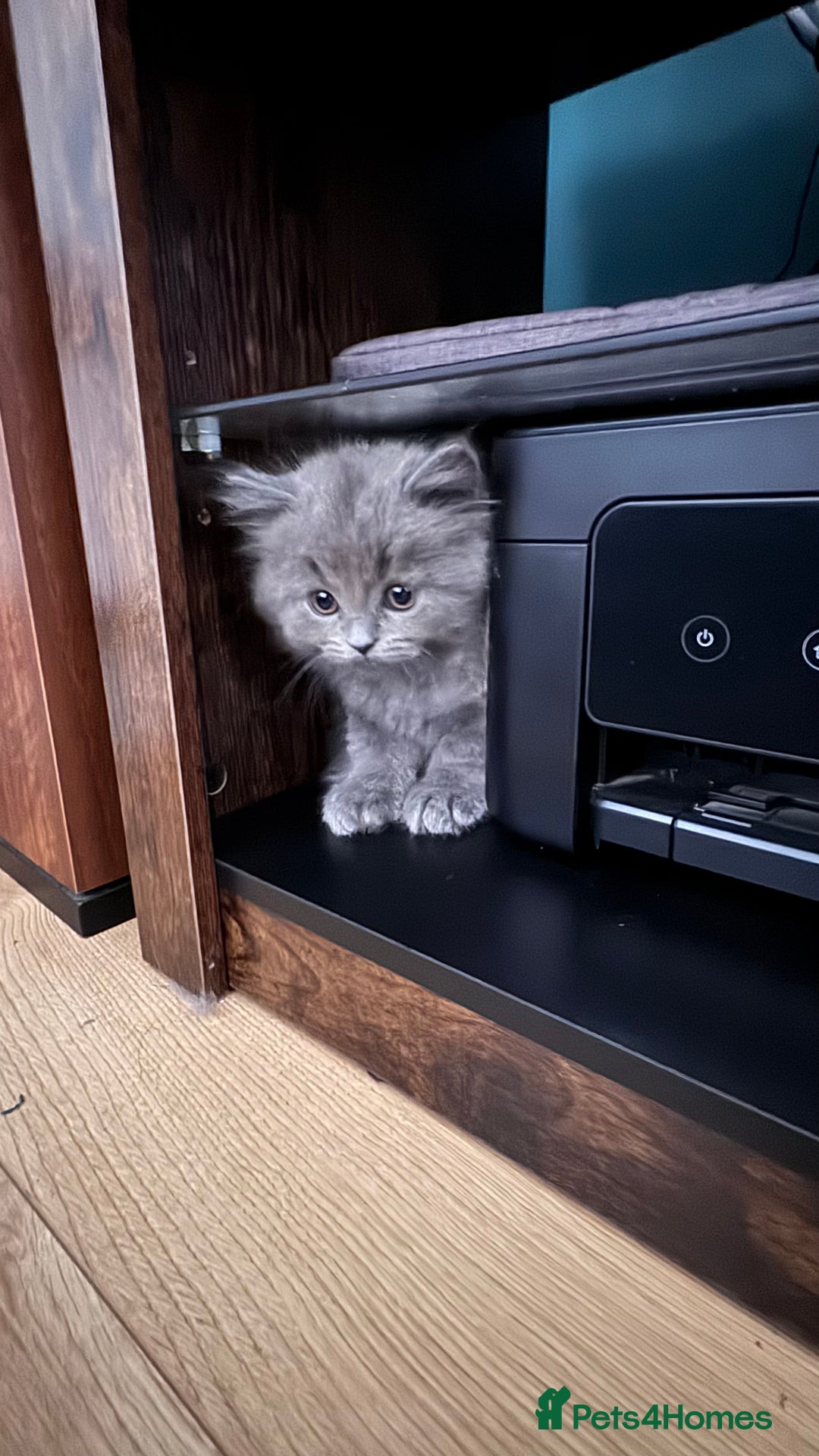 British Longhair cats for sale: British longhair ready for home in Watford - Image 22