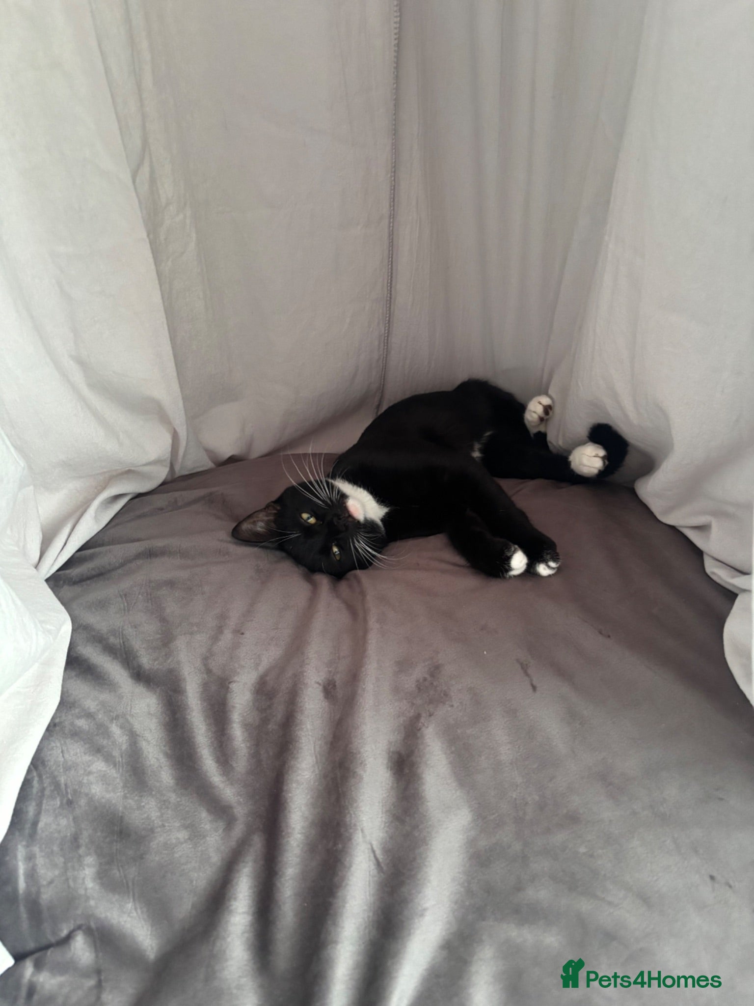 Mixed Breed cats Tuxedo + Longhaired Tabby  - Advert 1