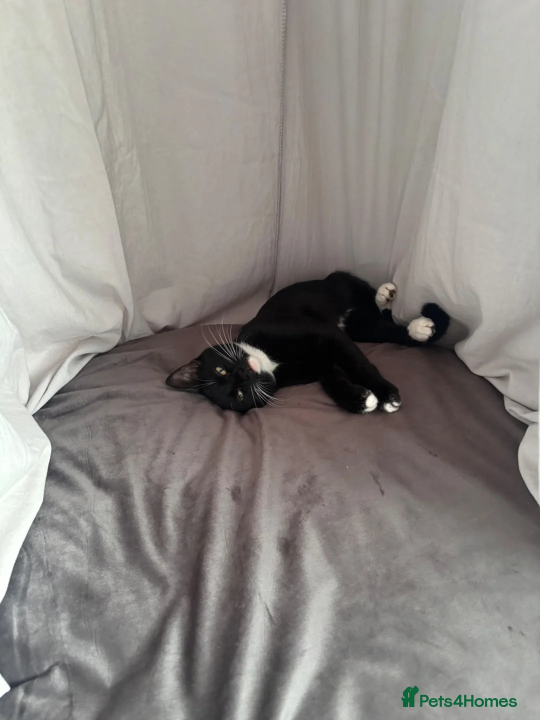 Mixed Breed cats for sale: Tuxedo + Longhaired Tabby  - Advert 1