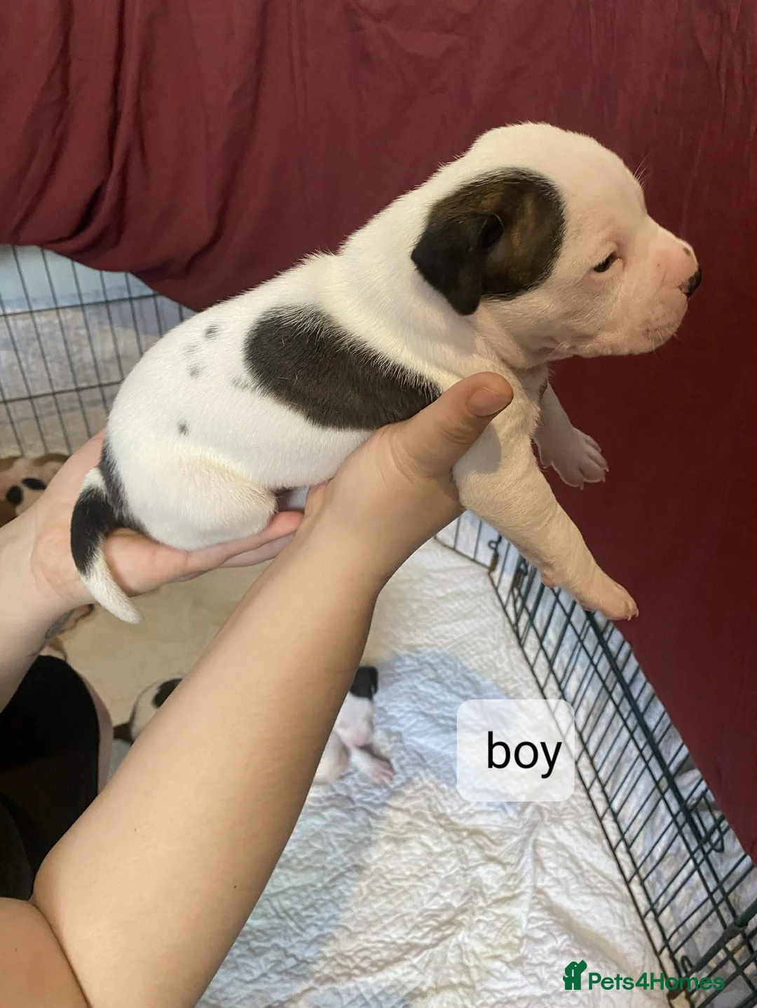 Staffordshire Bull Terrier dogs for sale: Puppy Staffordshire Bull Terrier in Nelson - Advert 19