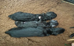 Cockapoo dogs for sale: Cockapoos  - Image 4