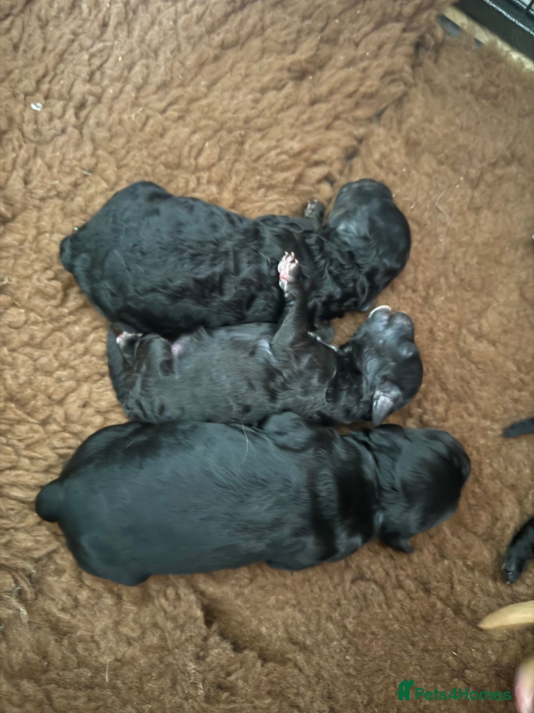 Cockapoo dogs for sale: Cockapoos  - Image 4