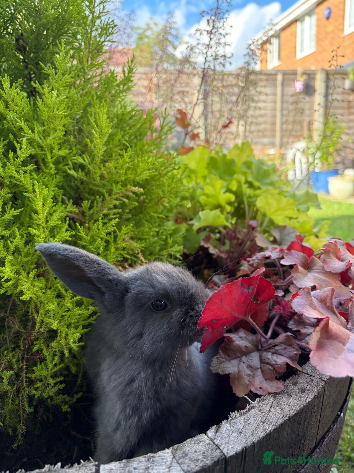 Mini Lop rabbits 💫🌼MINI LOP BUNNIES🌼💫 - Advert 9