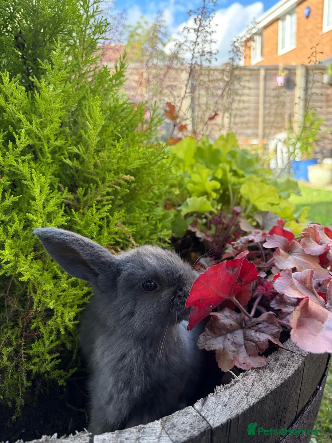 Mini Lop rabbits for sale: 💫🌼MINI LOP BUNNIES🌼💫 - Advert 1
