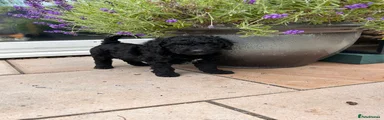 Spanish Water Dog 7