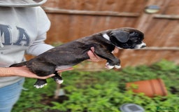 Staffordshire Bull Terrier dogs for sale: KC Reg Staffy Pups – Beautiful Chunky Puppys - Image 40