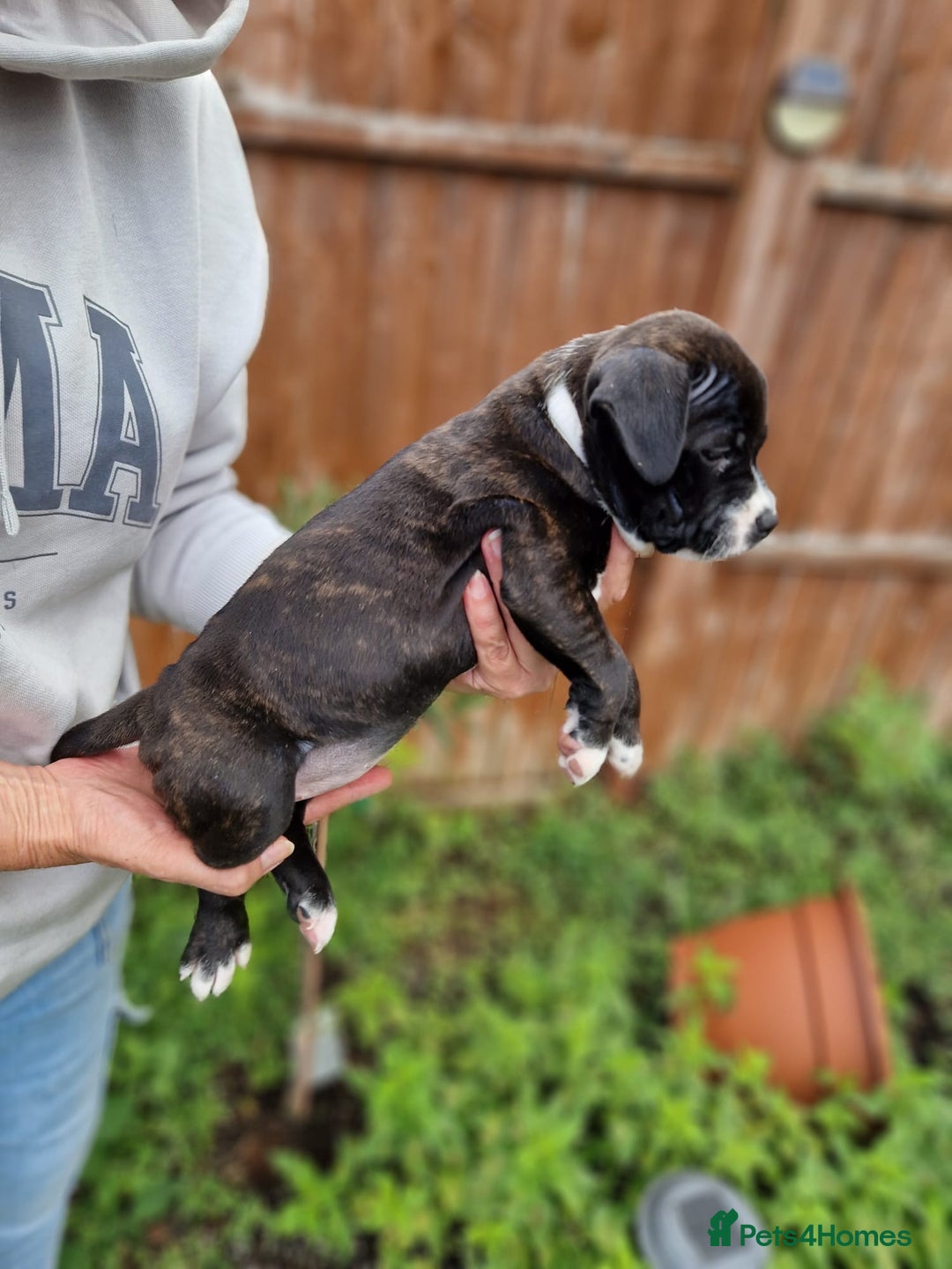 Staffordshire Bull Terrier dogs for sale: KC Reg Staffy Pups – Beautiful Chunky Puppys - Image 40