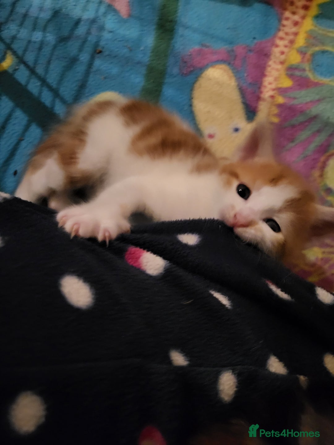 Mixed Breed cats for sale: Mixed kittens for sale, wide range of variety. - Advert 6