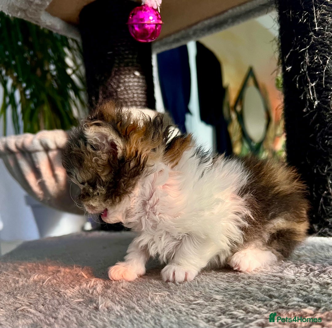 Selkirk Rex cats for sale: Stunning Selkirk rex kittens - Advert 24