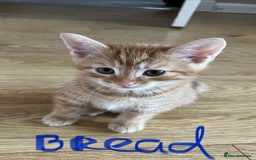Mixed Breed cats for sale: Gorgeous Kittens - Image 13