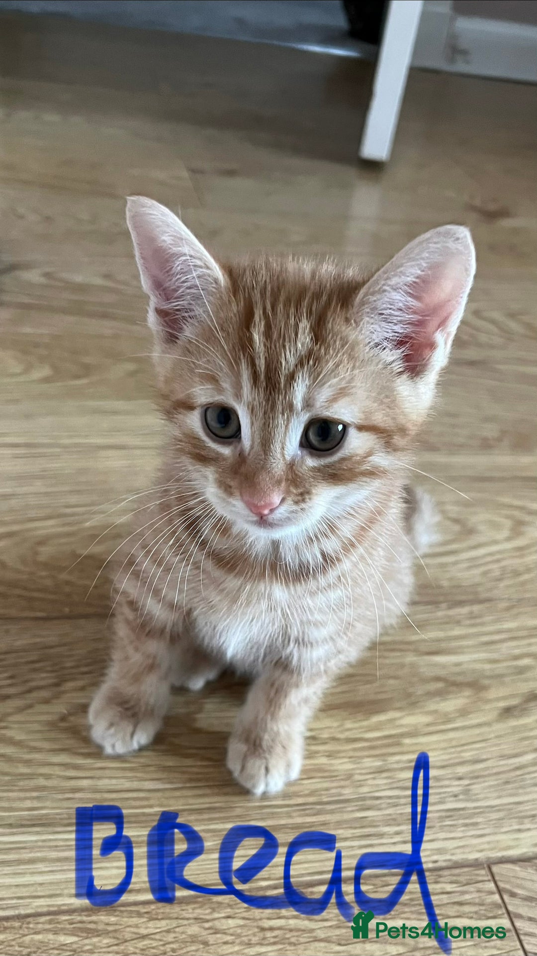 Mixed Breed cats for sale: Gorgeous Kittens - Image 13