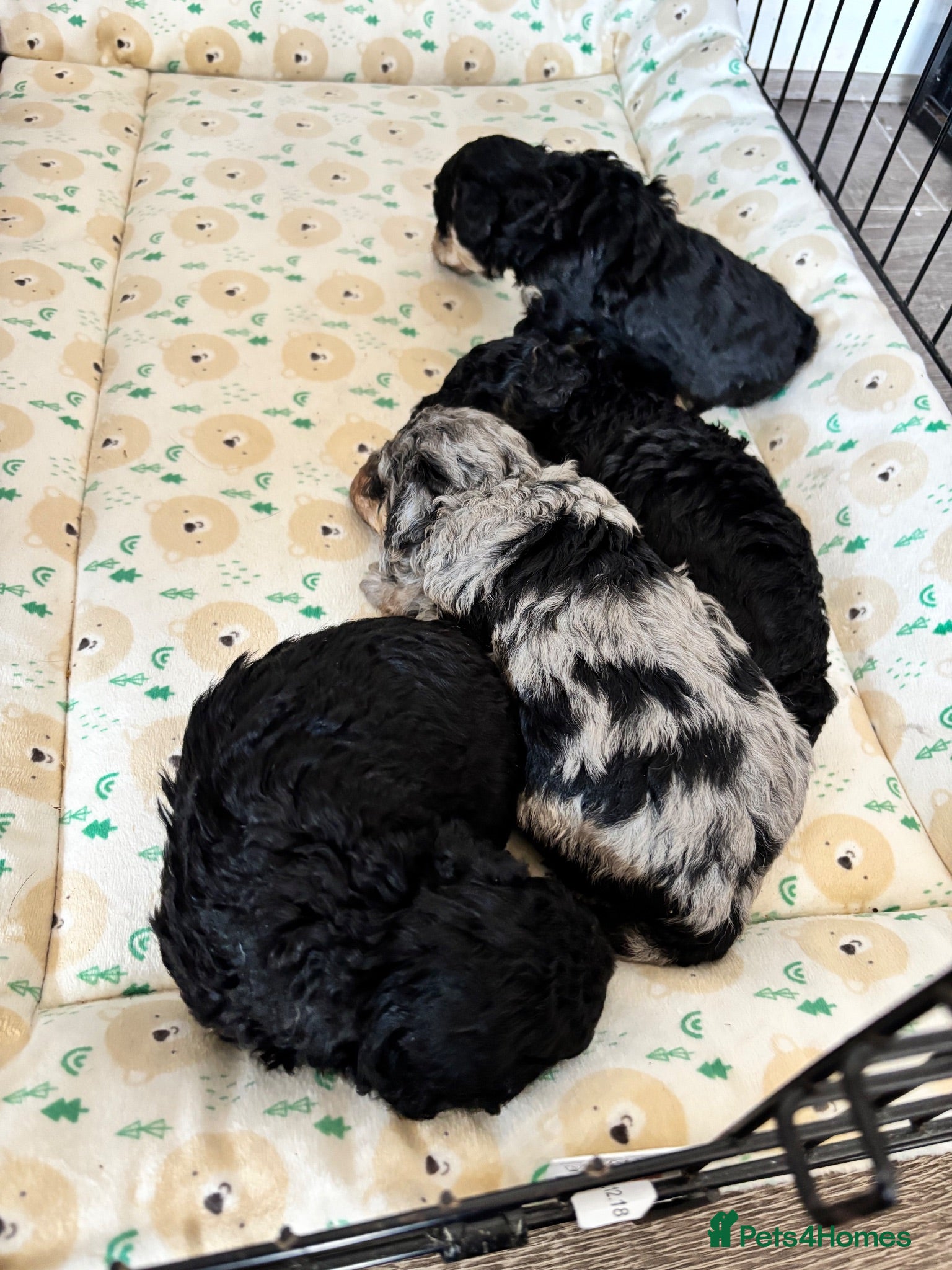 Cavapoo dogs Outstanding Cavapoo puppies - Advert 17