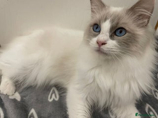 Ragdoll cats in Colchester - Advert 15