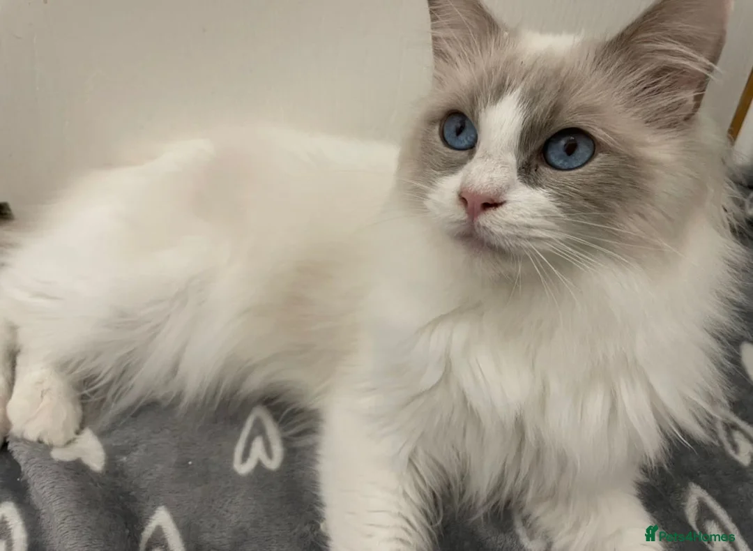 Ragdoll cats for stud: Lilac bi-colour Ragdoll boy for stud gccf & Tica in Colchester - Advert 1