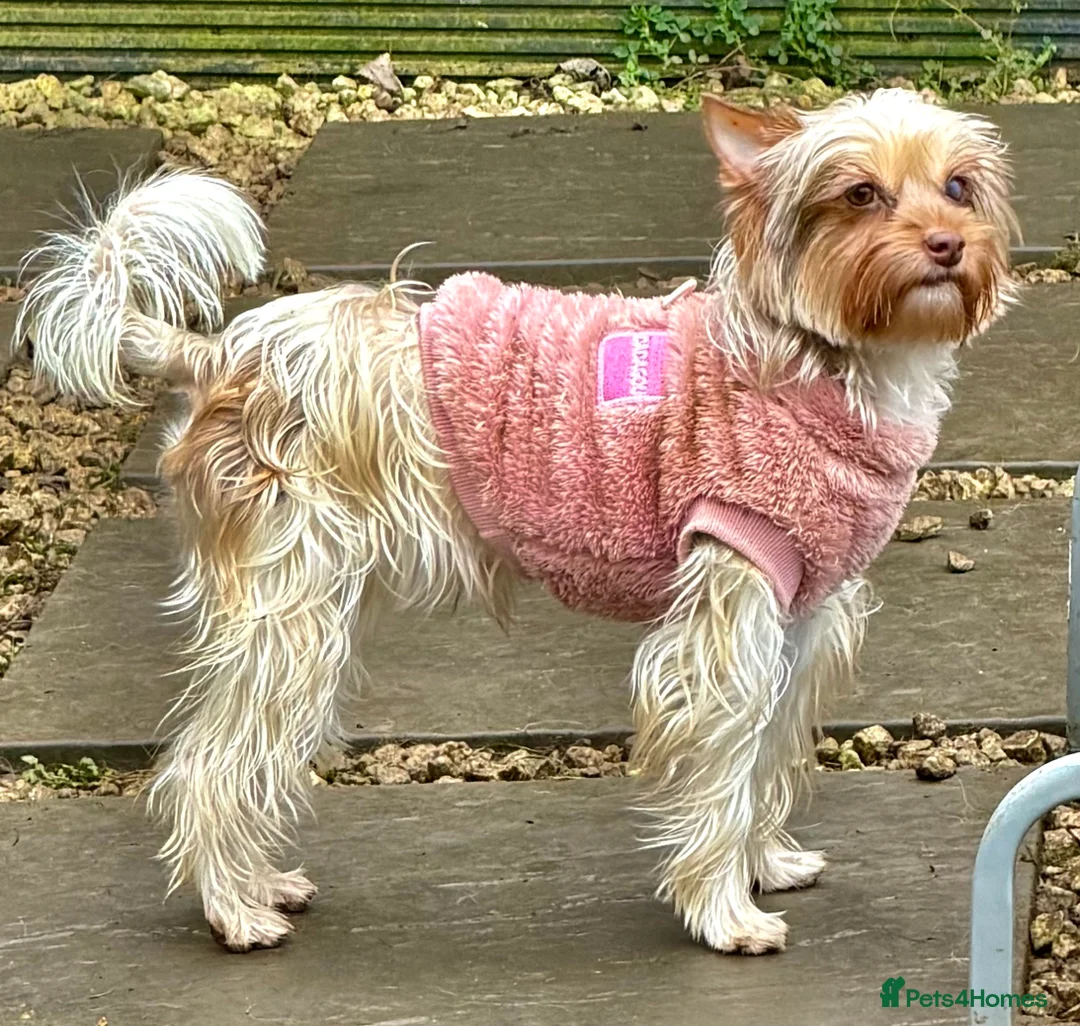 Yorkshire Terrier dogs for adoption: 🐾 COCO – Female Yorkshire Terrier Neutered - Advert 2