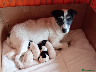 Jack Russell dogs Lovely jack Russel puppies - Advert 17