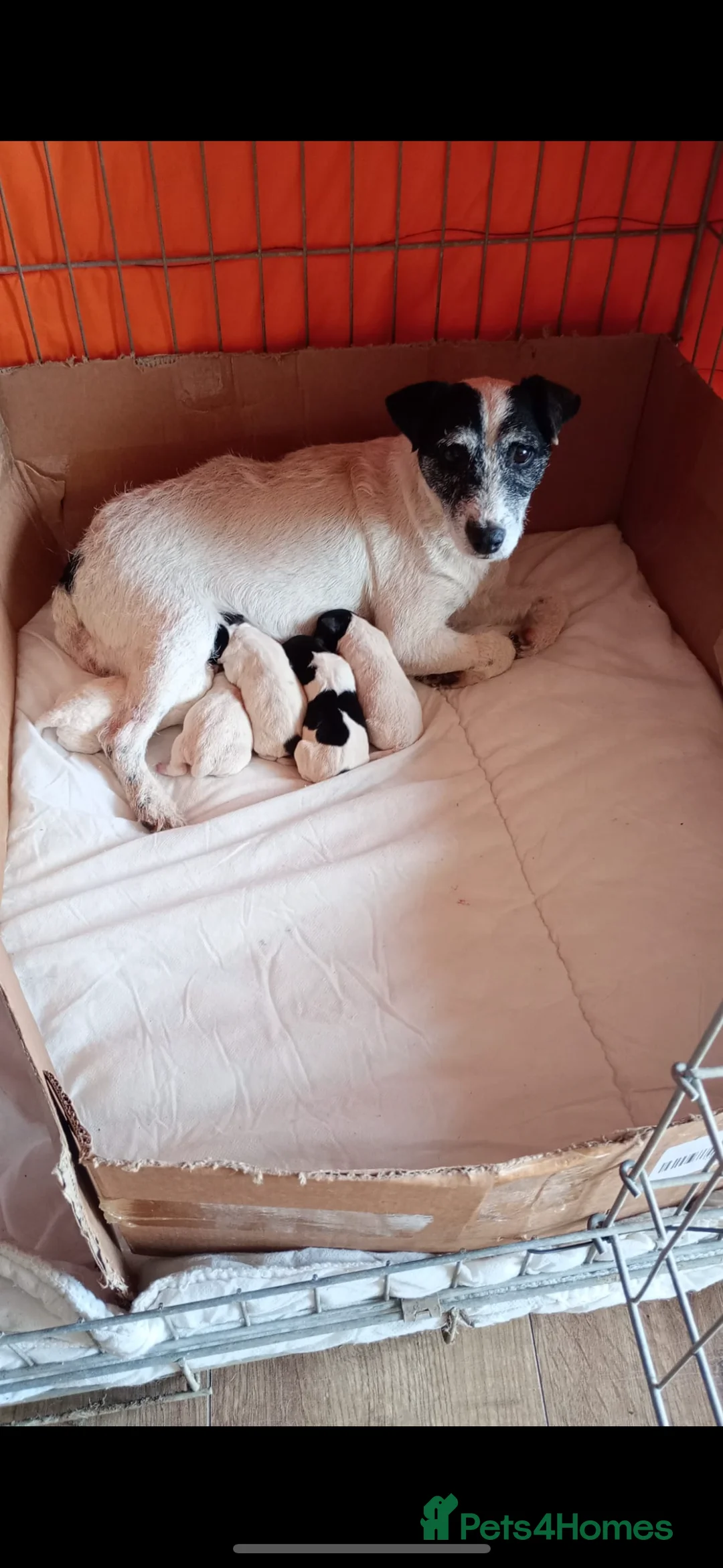 Jack Russell dogs for sale: Lovely jack Russel puppies - Advert 1