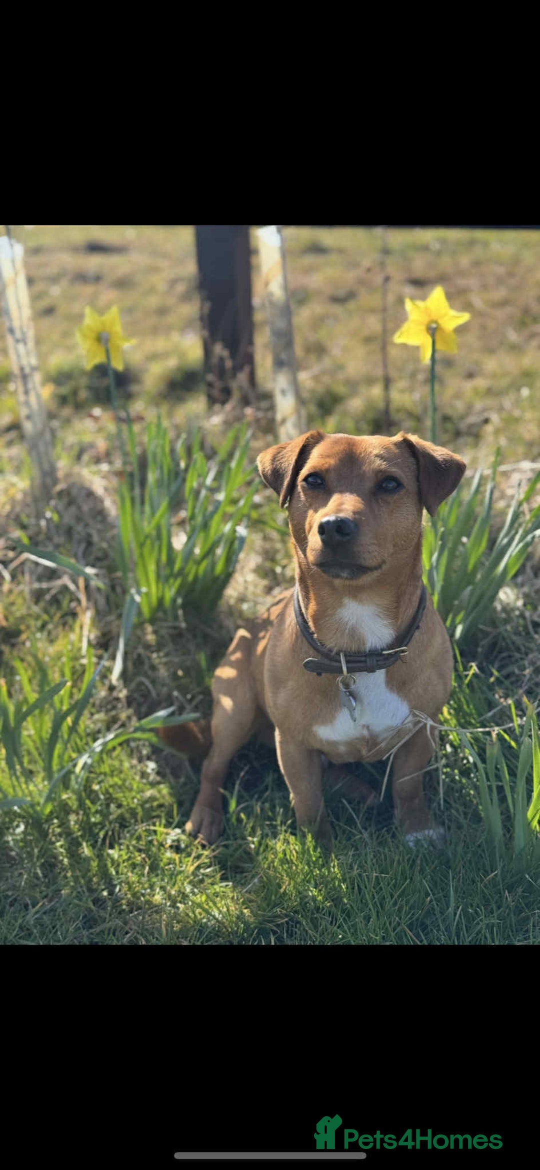 Jack Russell dogs for stud: Mouse - Handsome friendly chap  - Image 2