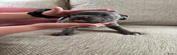 Staffordshire Bull Terrier dogs for sale: Blue Staffordshire bull terrier puppies kc  - Advert 5