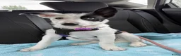 Border Collie dogs for sale: Skye  in Maidstone - Advert 10