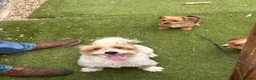 Mixed Breed dogs for sale: Chihuahua x terrier puppies for sale - Advert 6