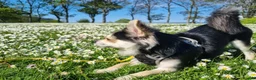 Chihuahua dogs for stud: Long coat Chihuahua - Riley - For Stud Only - Advert 3