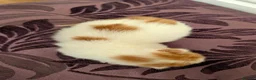 Mixed Breed cats for sale: £40 each or 2 for £70 - read description :) in Liverpool - Advert 5